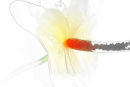 Anthurium 3